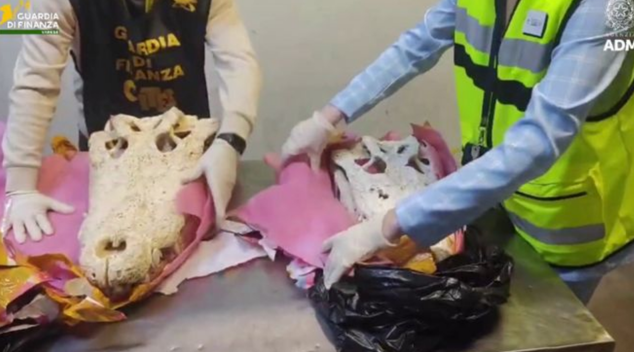 包裹申报为“鳄鱼礼品”，在意大利米兰机场被查了